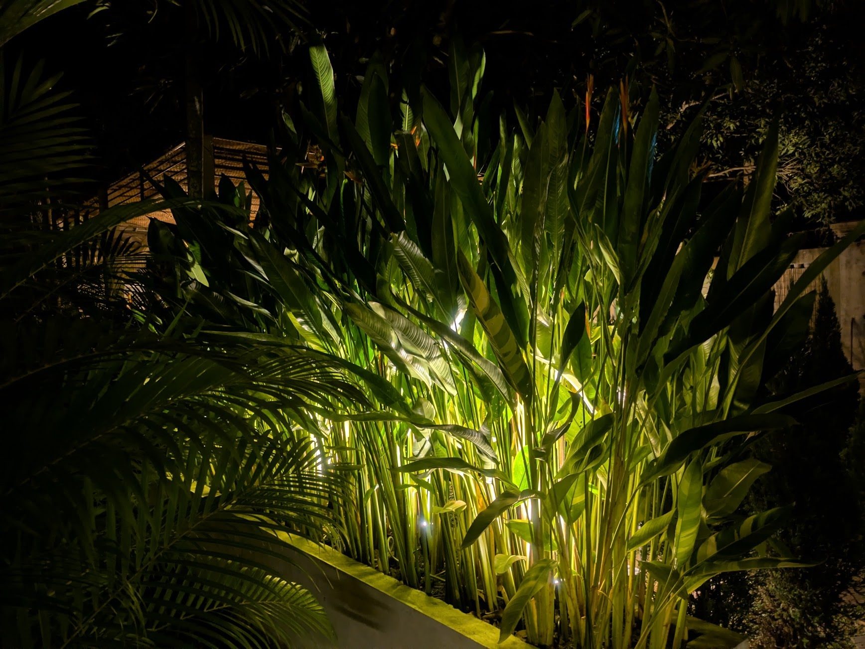 A heliconia bed at night, uplit from below by spike lights